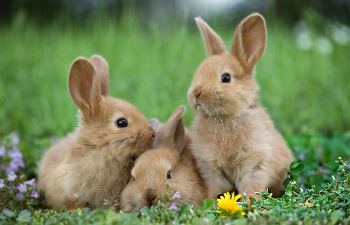 Group of brown baby rabbit in grass Rabbit