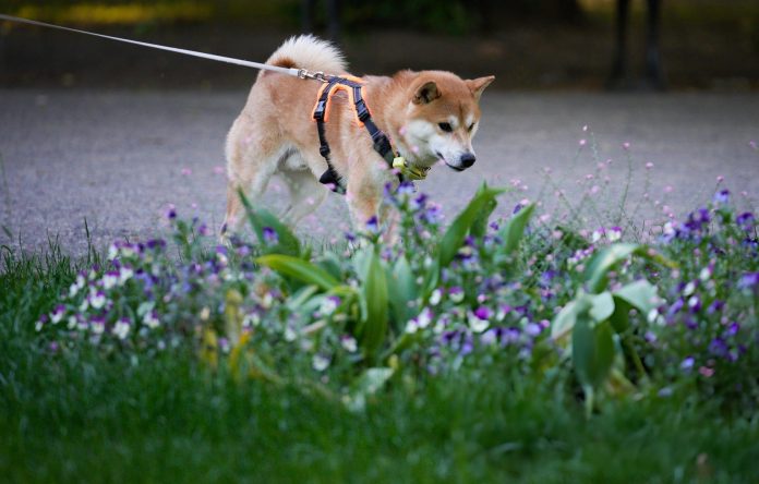 A Shiba Inu dog is seen in a park in Warsaw, Poland A Shiba Inu dog is seen in a park in Warsaw