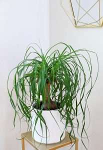 Ponytail Palm (Beaucarnea recurvata)