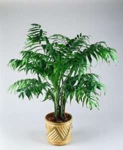 Parlor Palm (chamaedorea elegans