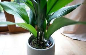 Cast iron plant (aspidistra elatior