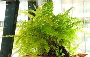 Boston fern