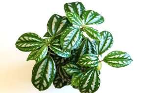 Aluminum Plant (Pilea cadierei)