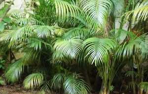 Areca Palm