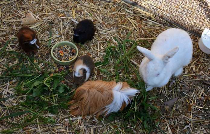 Rabbit guinea pig farm Rabbit guinea pig farm