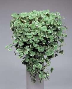 Swedish Ivy