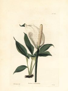 Peace lily, Spathiphyllum cannifolium
