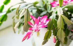 Christmas Cactus (Schlumbergera)
