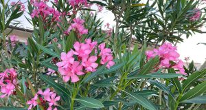 Oleander plants