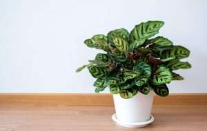 Zebra Calathea (Goeppertia zebrina)