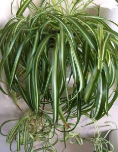 spider plant