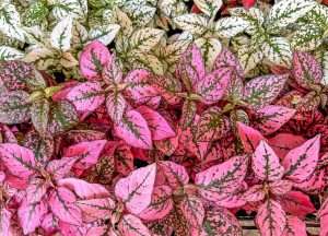 Polka dot plant (hypoestes phyllostachya)