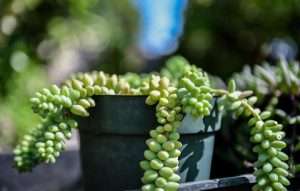 Burro's Tail (Sedum morganianum