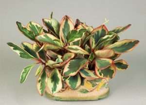Baby Rubber Plant (Peperomia obtusifolia