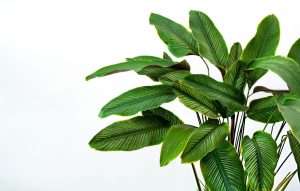 Calathea & Maranta (Prayer Plants