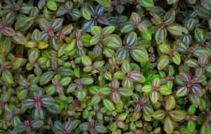 Friendship Plant (Pilea involucrata