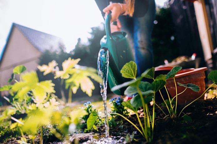 Woman watering plants Plants