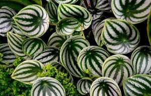 Peperomia Species