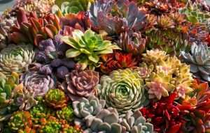 Echeveria succulents