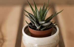 Zebra Haworthia (Haworthia attenuata)