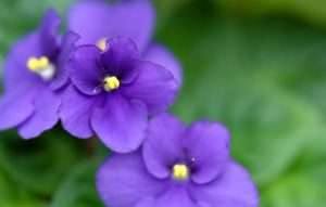 African Violets (Saintpaulia)